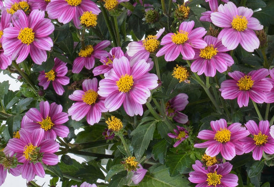 Bidens Pretty In Pink - View 1 from www redcrocus com