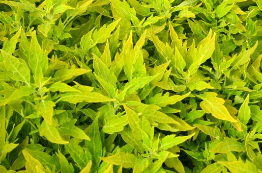 Coleus Flame Thrower Salsa Verde - View 1 from www redcrocus com