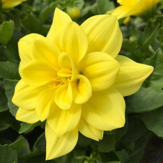 Dahlia Labella Medio Yellow - View 1 from www redcrocus com