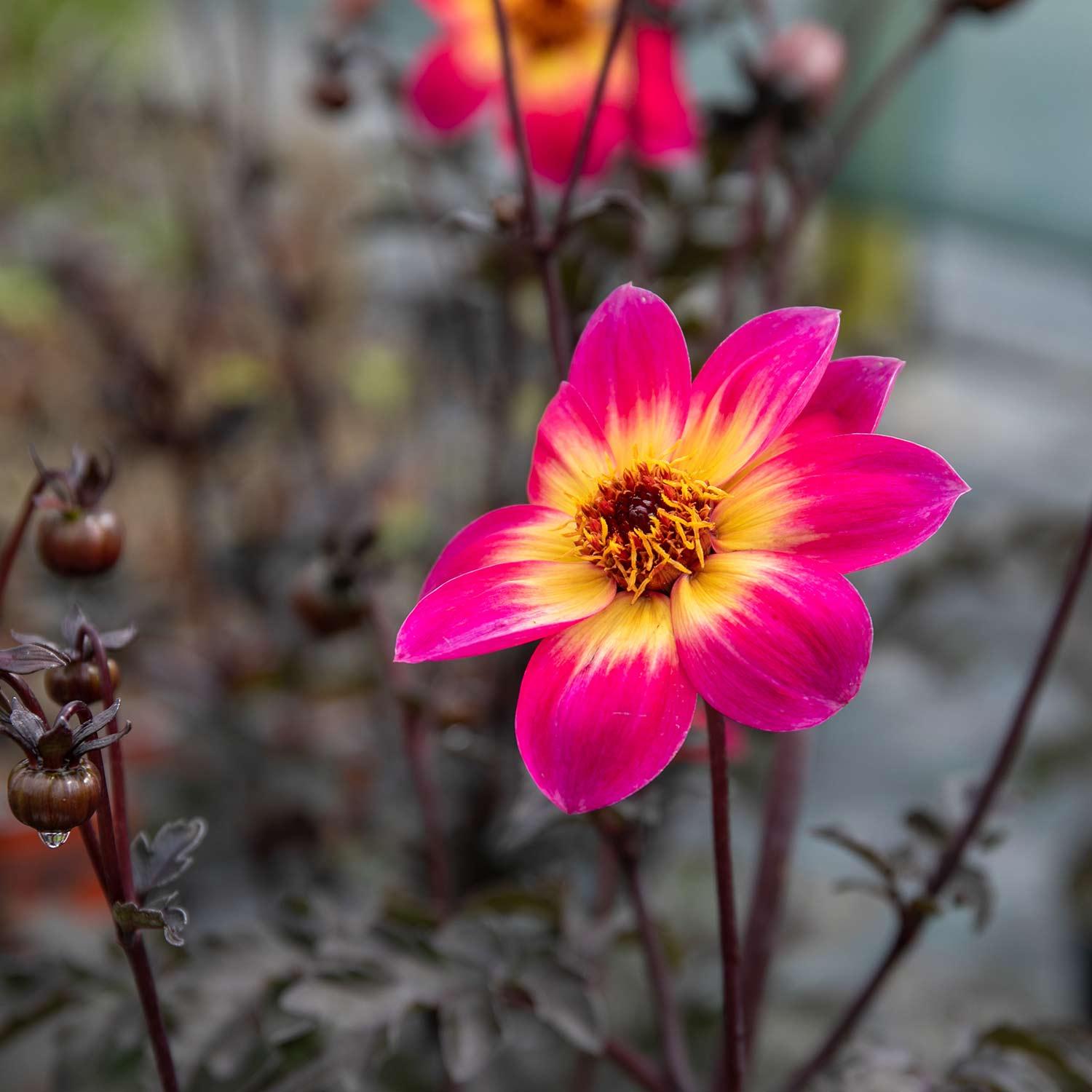 Dahlia Mystic Sparkler - View 12 from www redcrocus com
