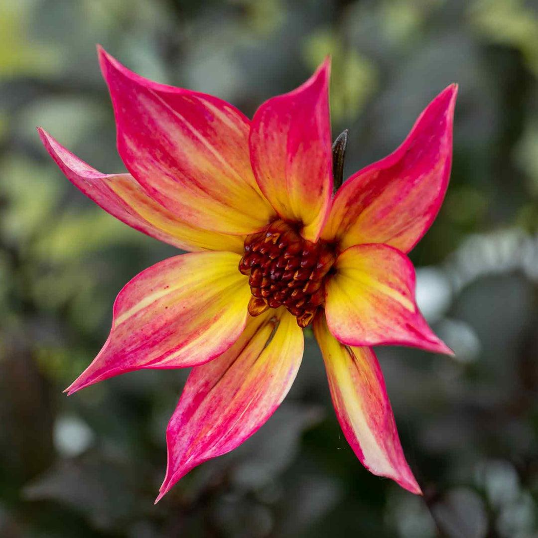 Dahlia Mystic Sparkler - View 15 from www redcrocus com