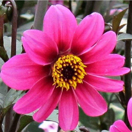 Dahlia Mystic Sparkler - View 1 from www redcrocus com