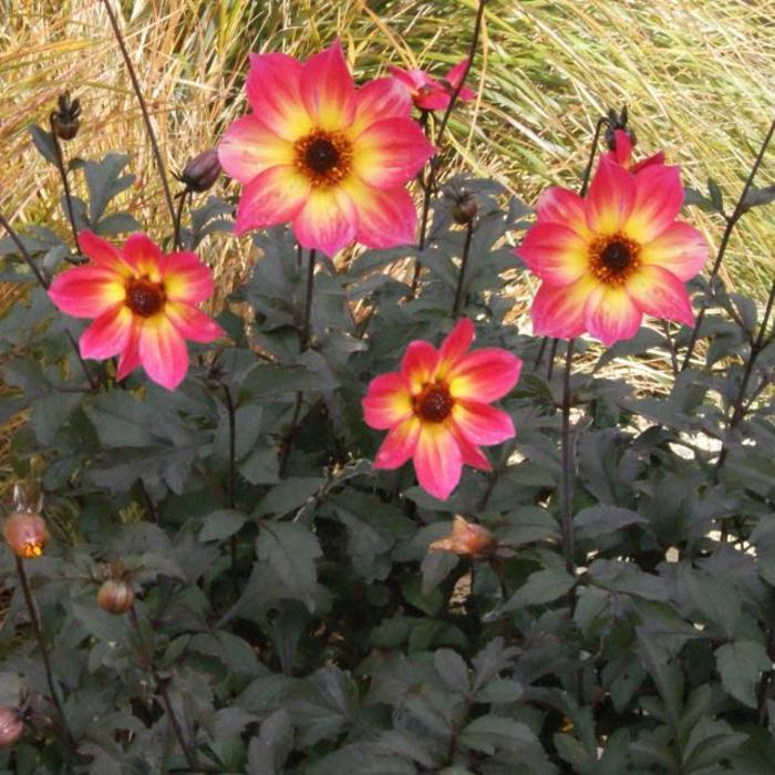 Dahlia Mystic Sparkler - View 2 from www redcrocus com