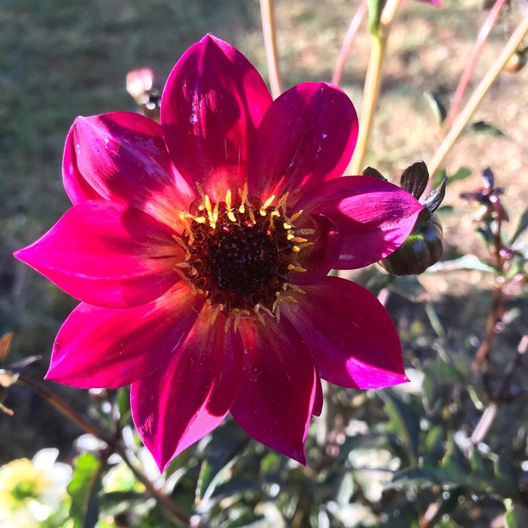 Dahlia Mystic Sparkler - View 4 from www redcrocus com