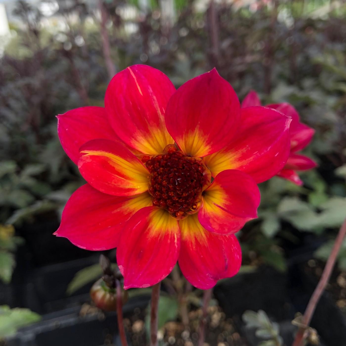 Dahlia Mystic Sparkler - View 5 from www redcrocus com
