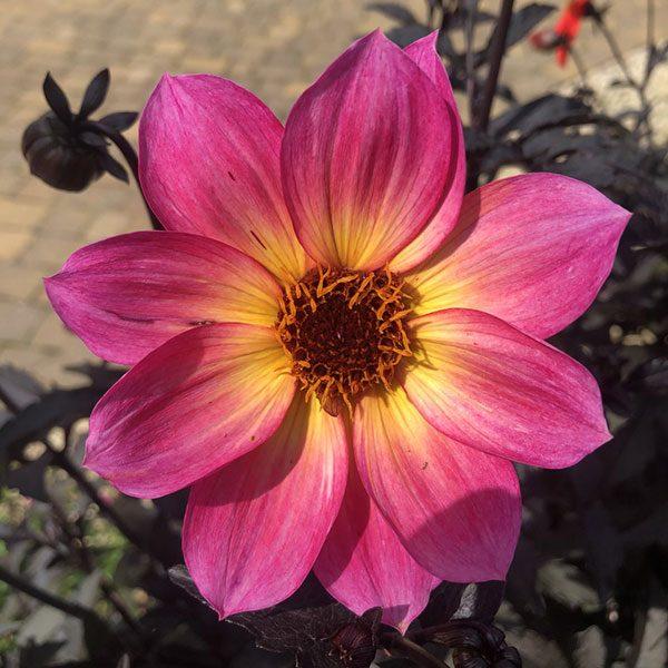 Dahlia Mystic Sparkler - View 6 from www redcrocus com