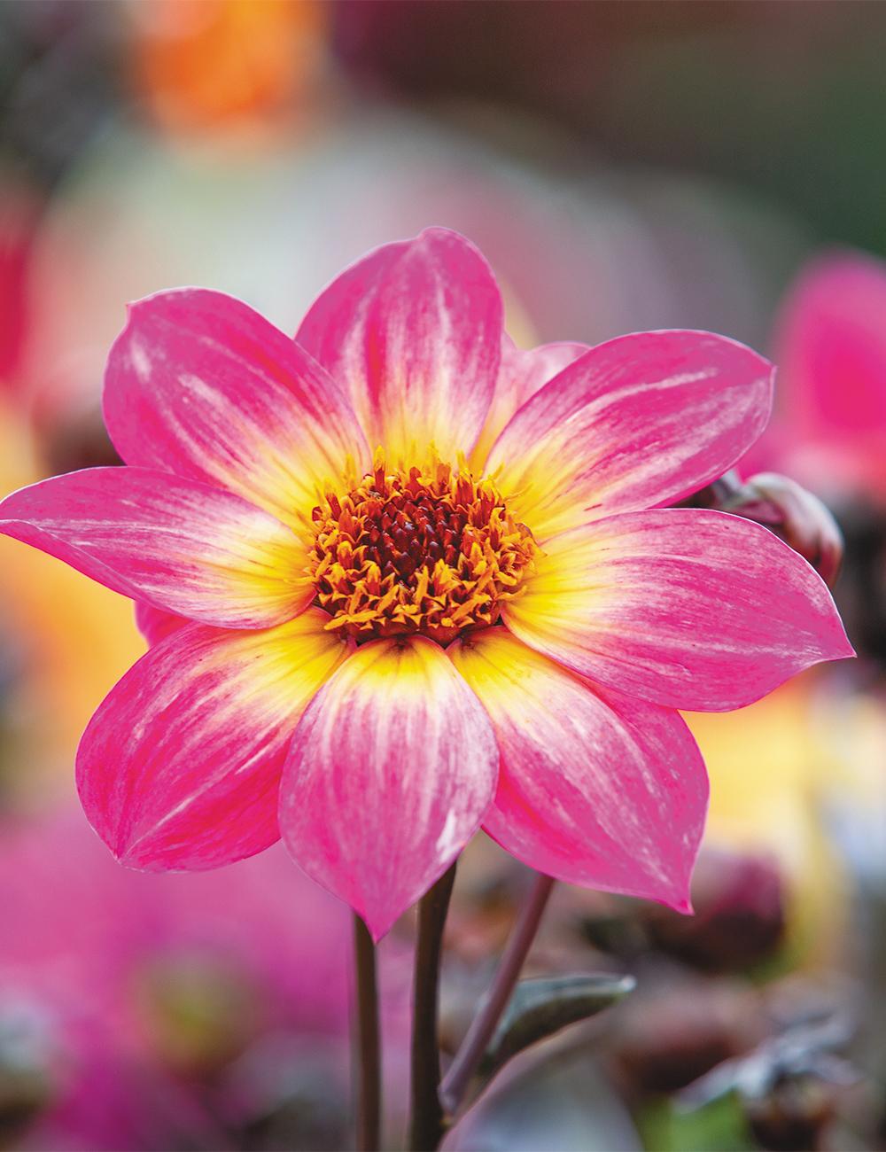 Dahlia Mystic Sparkler - View 7 from www redcrocus com