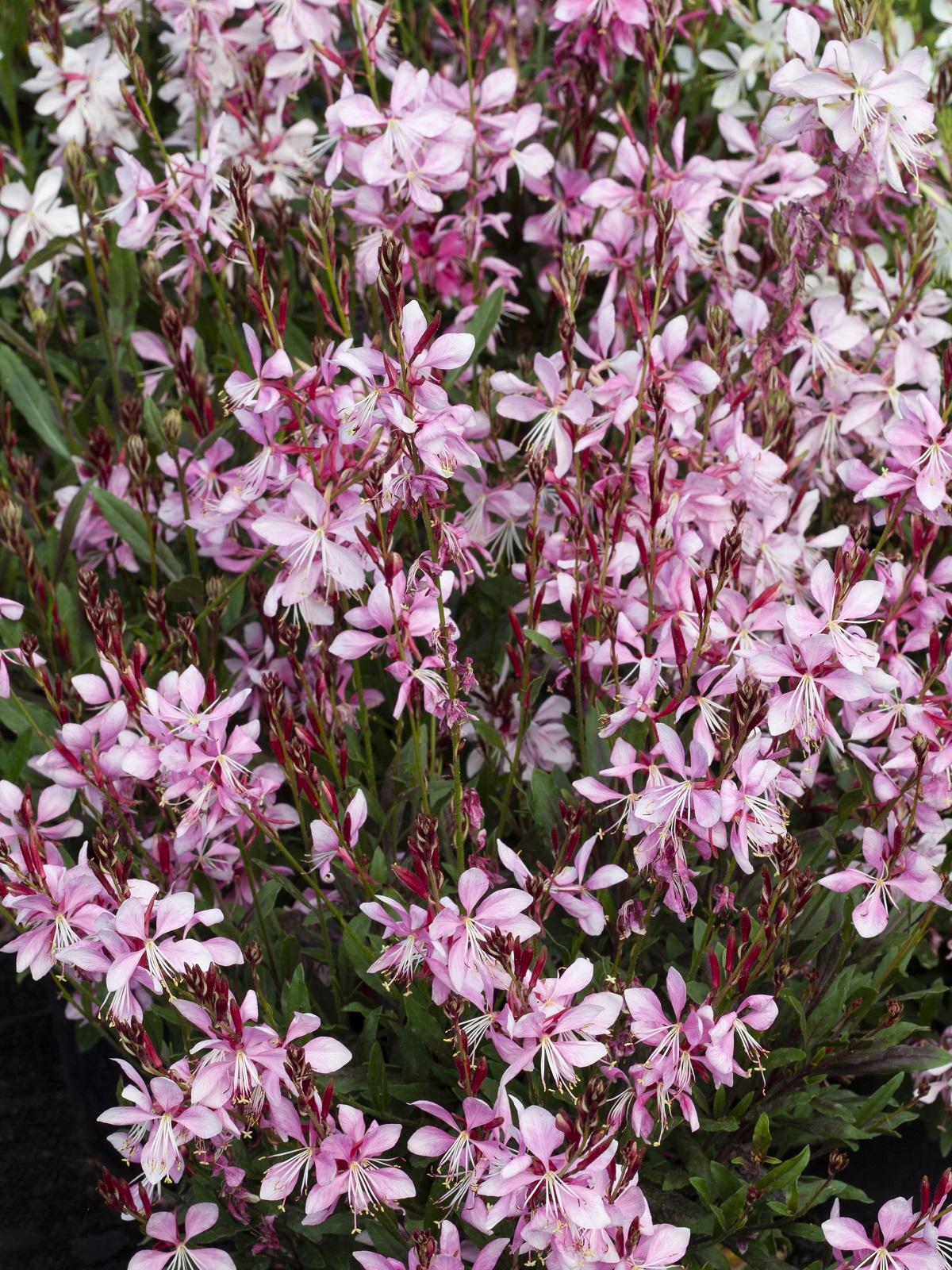 Gaura Lindheimeri Ballerina Rose - View 10 from www redcrocus com