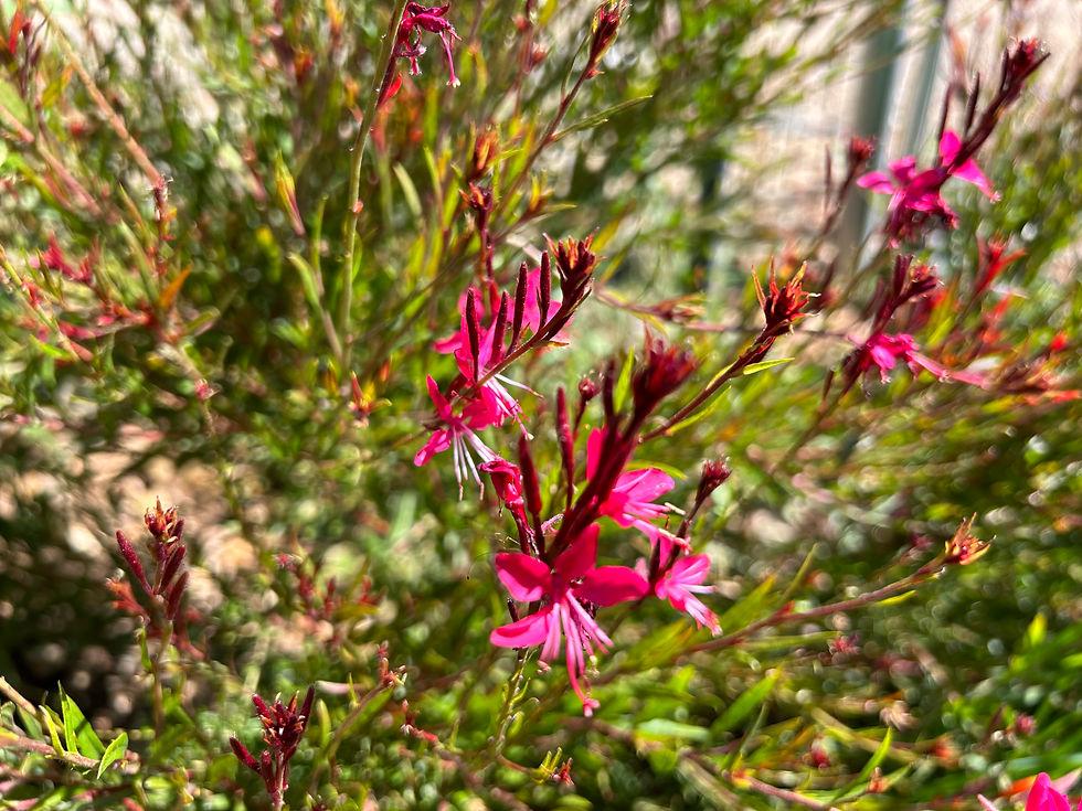 Gaura Lindheimeri Ballerina Rose - View 12 from www redcrocus com