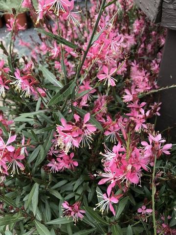 Gaura Lindheimeri Ballerina Rose - View 14 from www redcrocus com