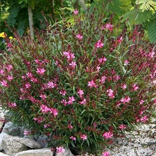 Gaura Lindheimeri Ballerina Rose - View 15 from www redcrocus com