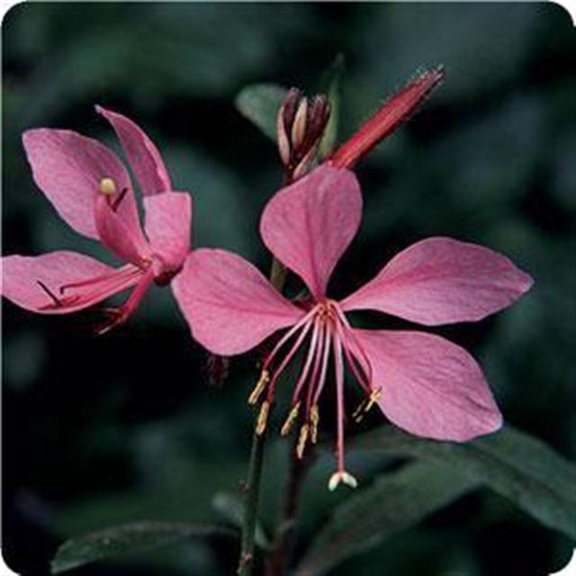 Gaura Lindheimeri Ballerina Rose - View 16 from www redcrocus com
