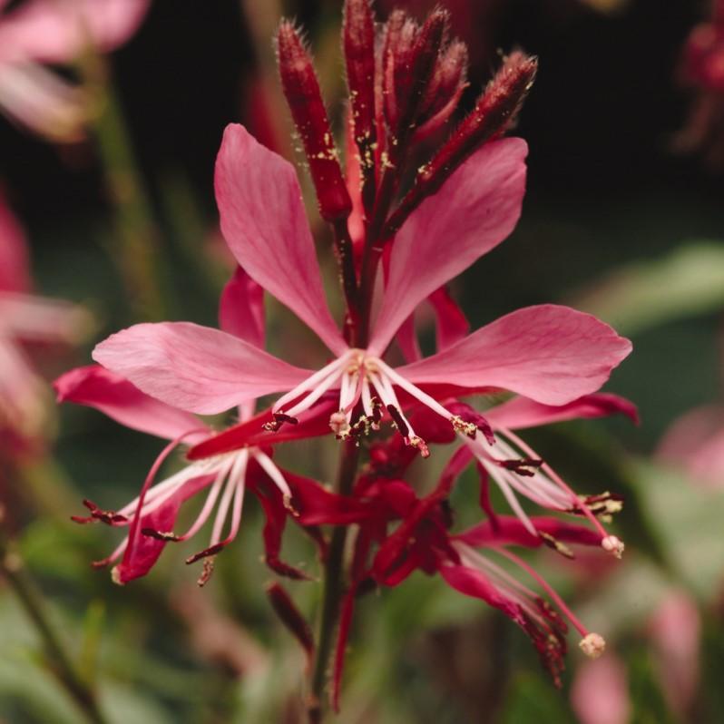 Gaura Lindheimeri Ballerina Rose - View 17 from www redcrocus com