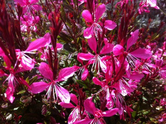 Gaura Lindheimeri Ballerina Rose - View 18 from www redcrocus com