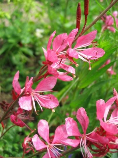 Gaura Lindheimeri Ballerina Rose - View 19 from www redcrocus com