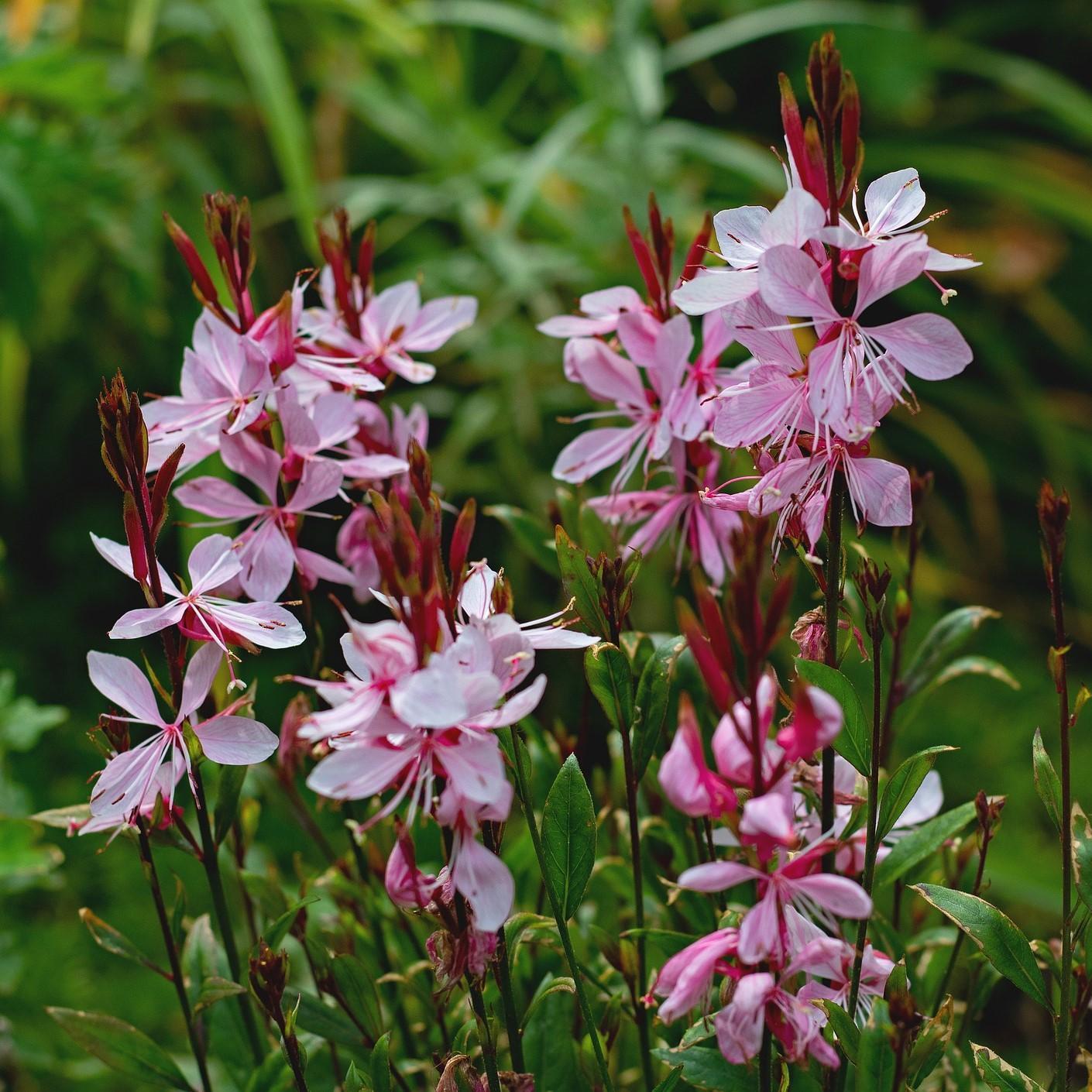 Gaura Lindheimeri Ballerina Rose - View 2 from www redcrocus com