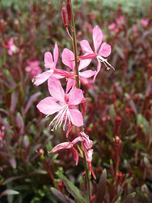 Gaura Lindheimeri Ballerina Rose - View 4 from www redcrocus com
