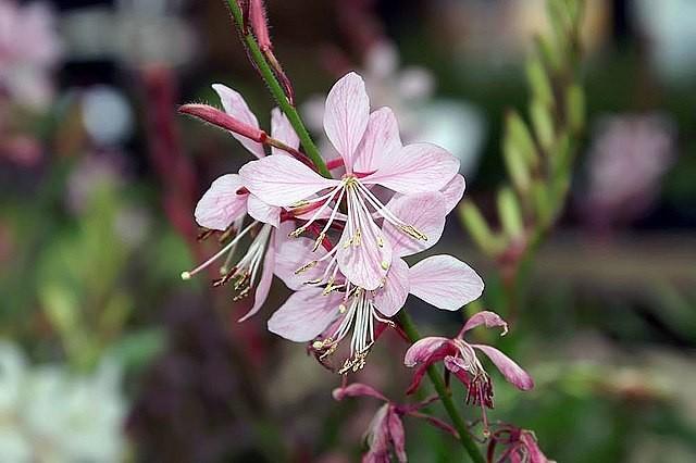 Gaura Lindheimeri Ballerina Rose - View 5 from www redcrocus com