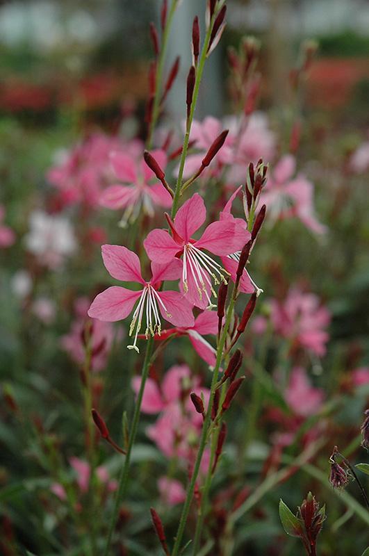 Gaura Lindheimeri Ballerina Rose - View 6 from www redcrocus com