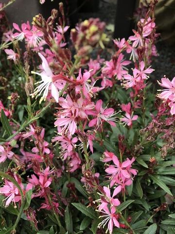 Gaura Lindheimeri Ballerina Rose - View 7 from www redcrocus com