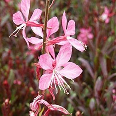 Gaura Lindheimeri Ballerina Rose - View 8 from www redcrocus com