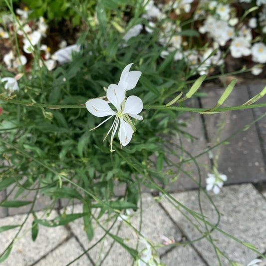 Gaura Lindheimeri Ballerina White - View 10 from www redcrocus com