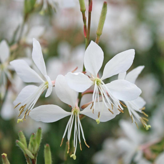 Gaura Lindheimeri Ballerina White - View 1 from www redcrocus com