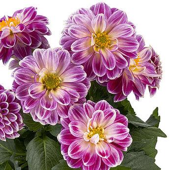 Dahlia Labella Medio Fun Pink Blush - View 10 from www redcrocus com