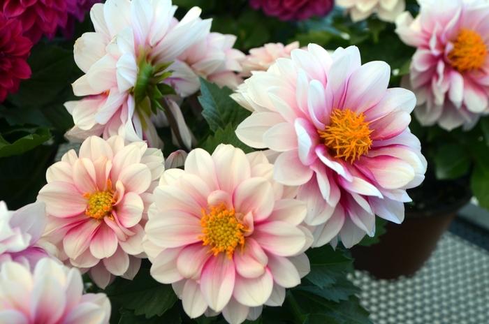 Dahlia Labella Medio Fun Pink Blush - View 11 from www redcrocus com