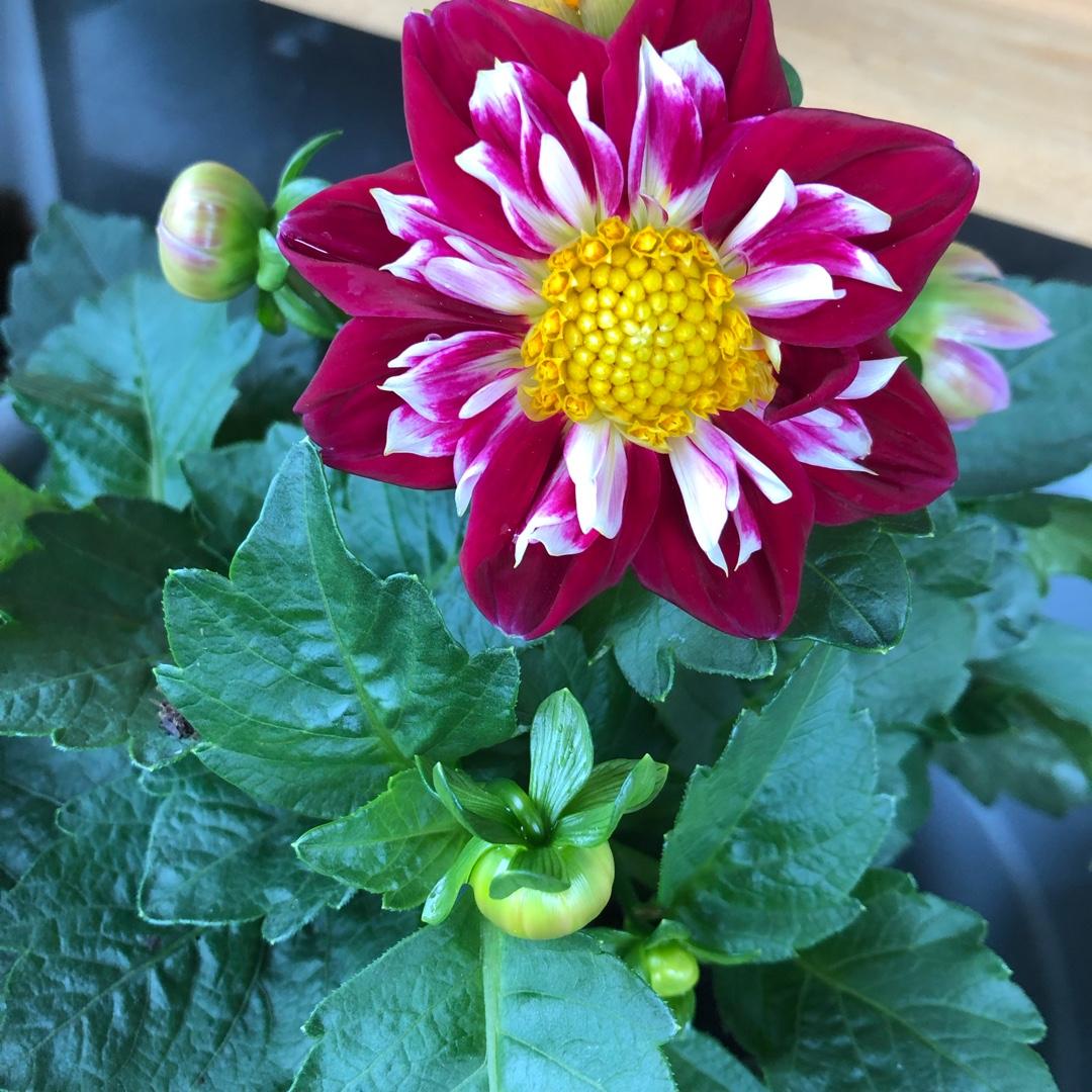 Dahlia Labella Medio Fun Pink Blush - View 12 from www redcrocus com