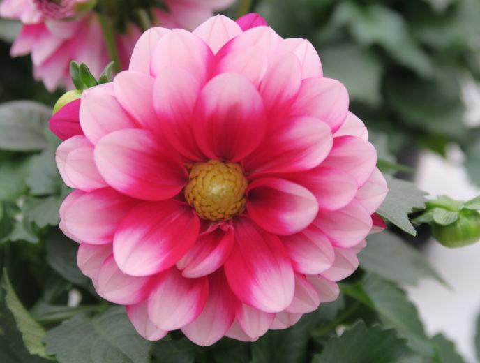 Dahlia Labella Medio Fun Pink Blush - View 13 from www redcrocus com