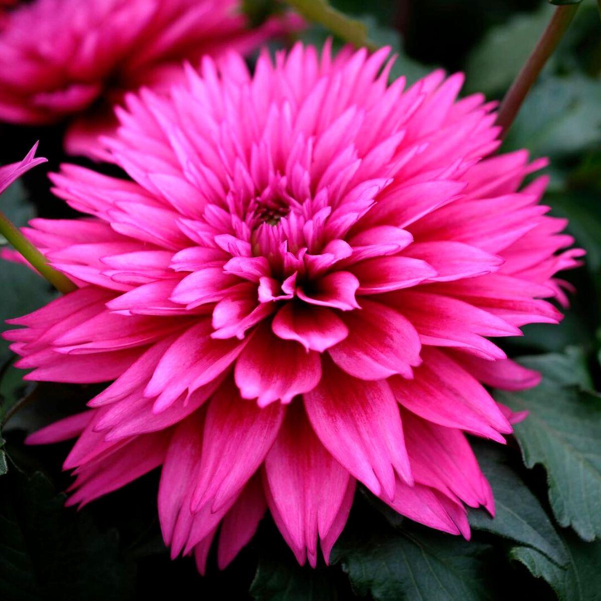 Dahlia Labella Medio Fun Pink Blush - View 14 from www redcrocus com