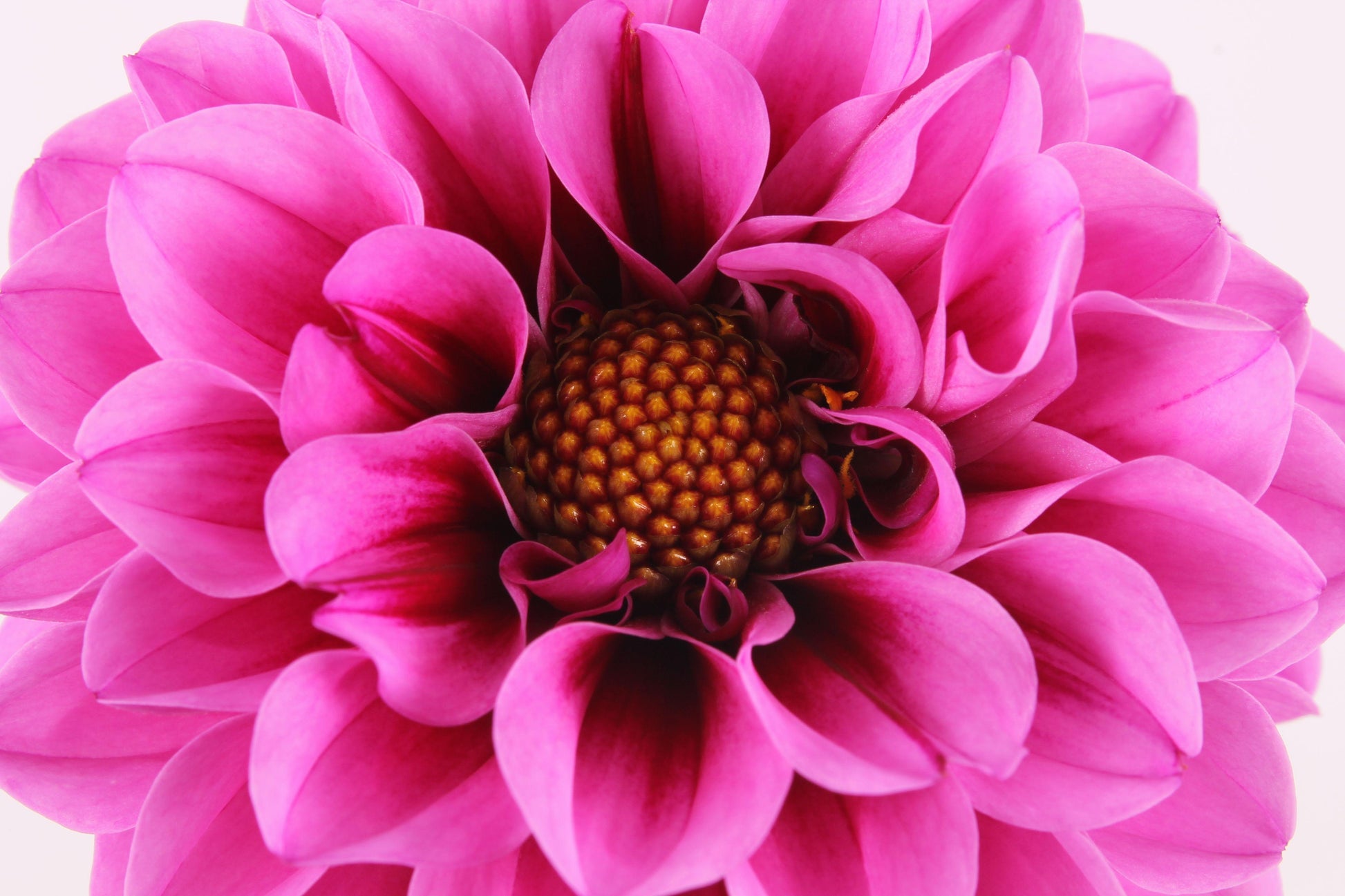 Dahlia Labella Medio Fun Pink Blush - View 15 from www redcrocus com