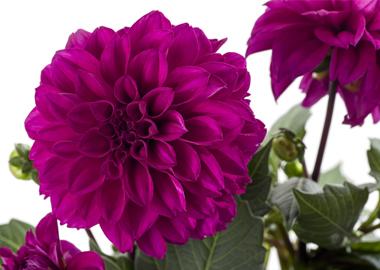 Dahlia Labella Medio Fun Pink Blush - View 16 from www redcrocus com