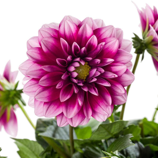 Dahlia Labella Medio Fun Pink Blush - View 1 from www redcrocus com