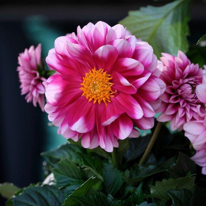 Dahlia Labella Medio Fun Pink Blush - View 2 from www redcrocus com