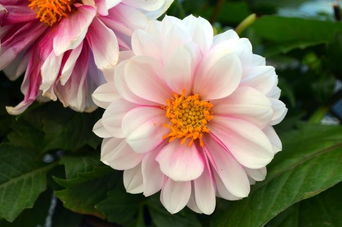 Dahlia Labella Medio Fun Pink Blush - View 3 from www redcrocus com
