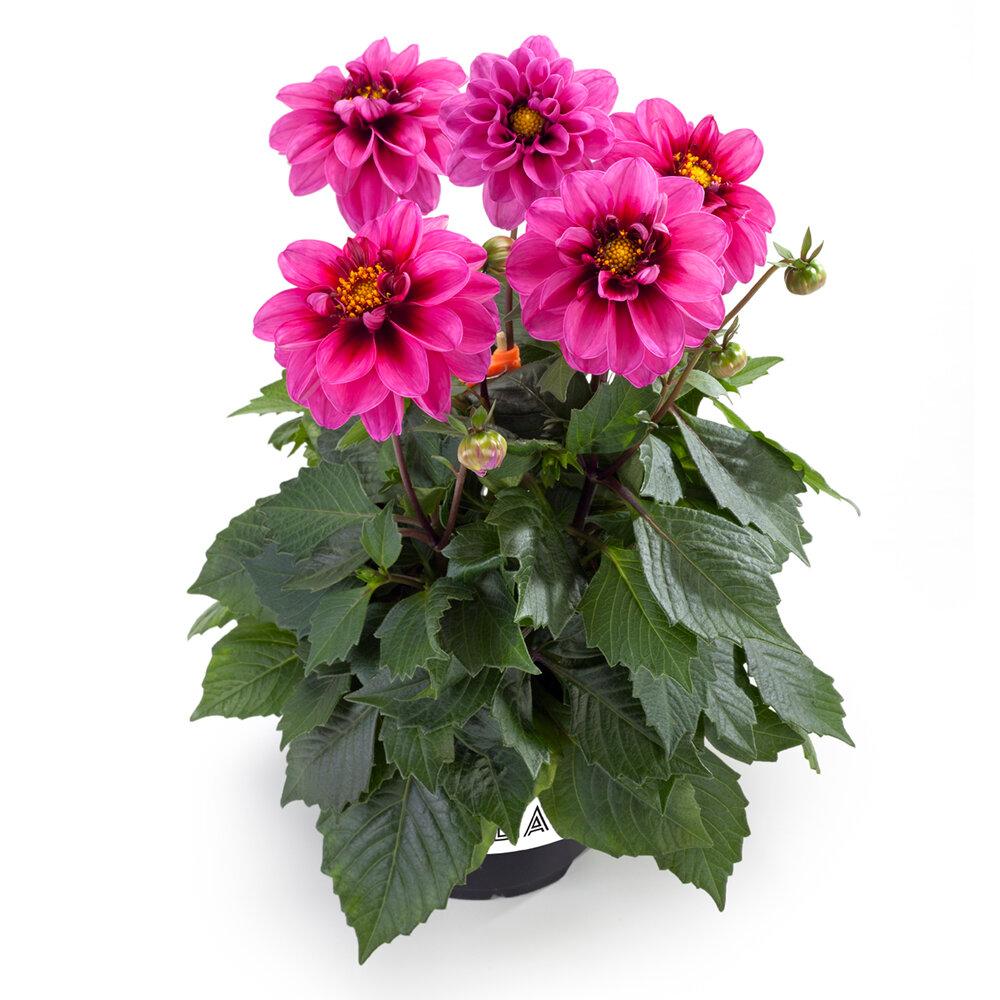 Dahlia Labella Medio Fun Pink Blush - View 4 from www redcrocus com