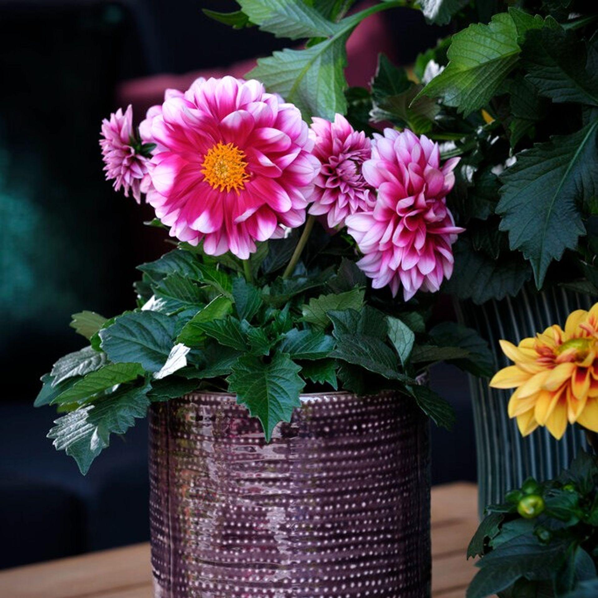 Dahlia Labella Medio Fun Pink Blush - View 5 from www redcrocus com