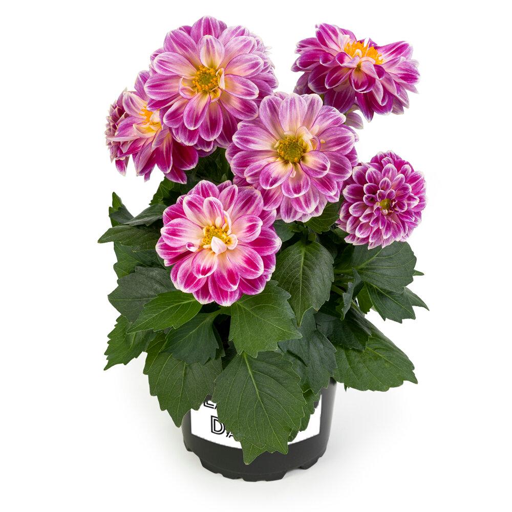 Dahlia Labella Medio Fun Pink Blush - View 6 from www redcrocus com