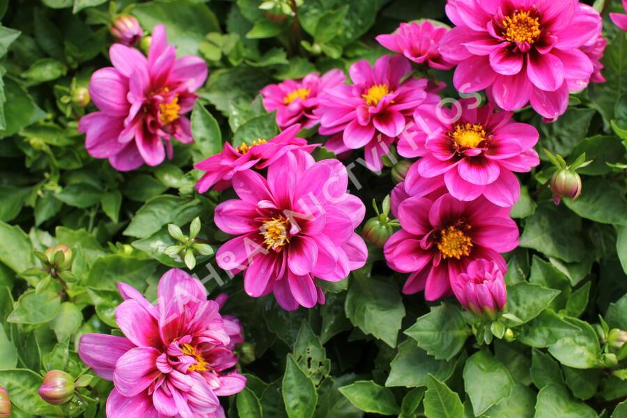 Dahlia Labella Medio Fun Pink Blush - View 8 from www redcrocus com