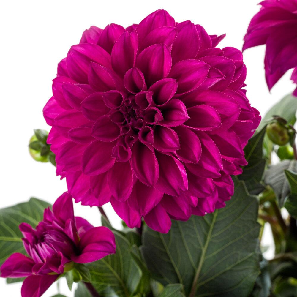 Dahlia Labella Medio Fun Pink Blush - View 9 from www redcrocus com