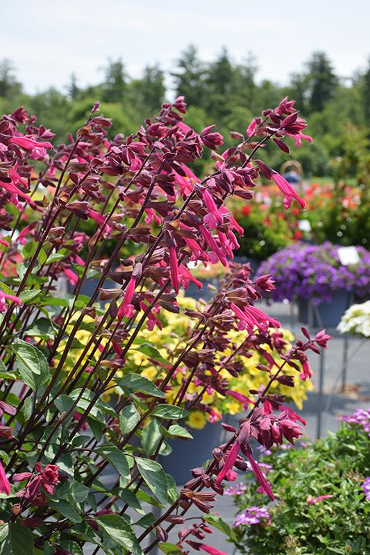 Salvia Skyscraper Dark Purple - View 10 from www redcrocus com