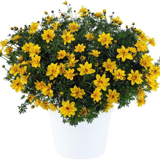 Bidens White Delight - View 10 from www redcrocus com