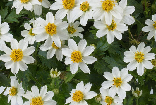 Bidens White Delight - View 1 from www redcrocus com