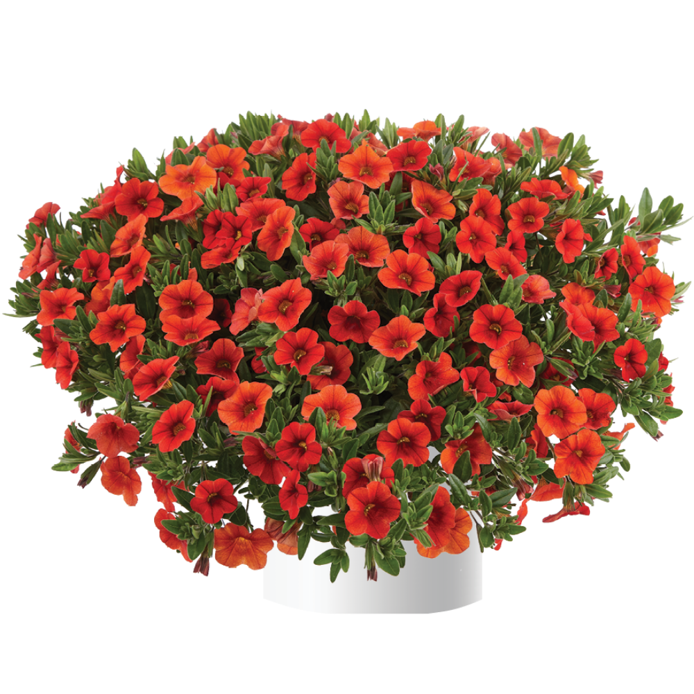 Calibrachoa Colibri Pink Flamingo - View 10 from www redcrocus com