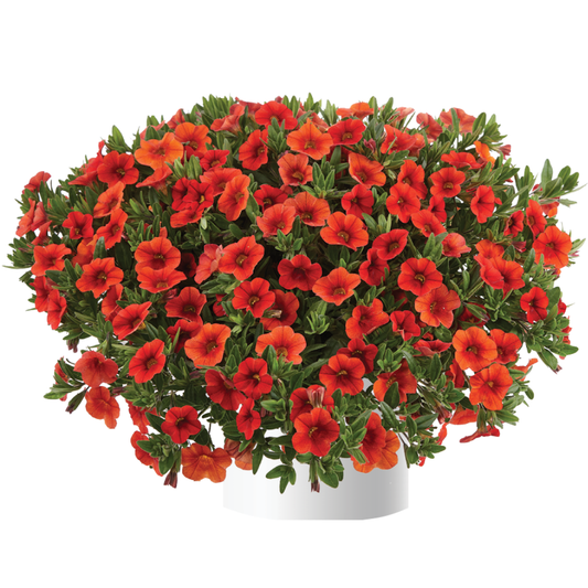 Calibrachoa Colibri Pink Flamingo - View 10 from www redcrocus com