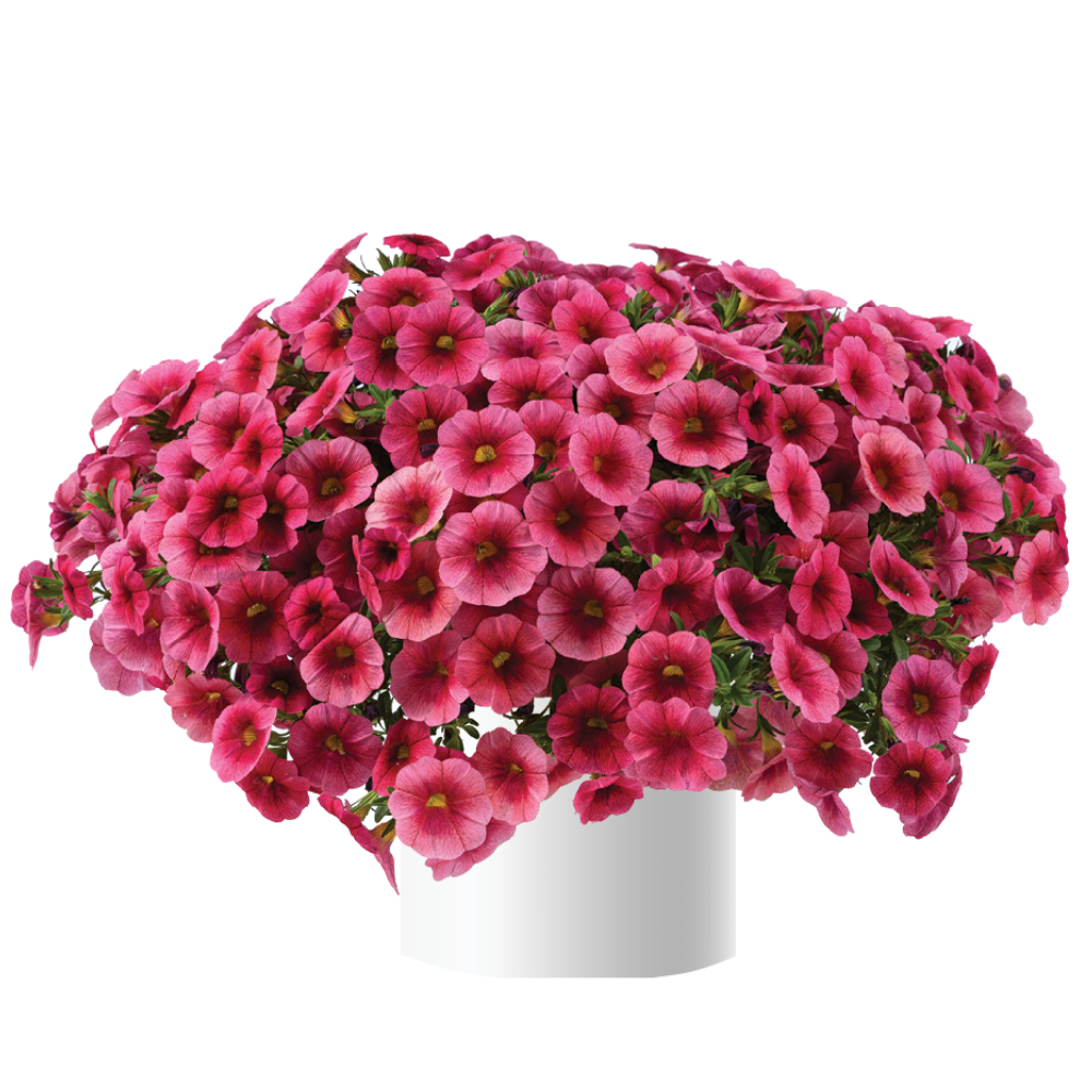 Calibrachoa Colibri Pink Flamingo - View 11 from www redcrocus com