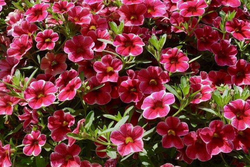 Calibrachoa Colibri Pink Flamingo - View 14 from www redcrocus com