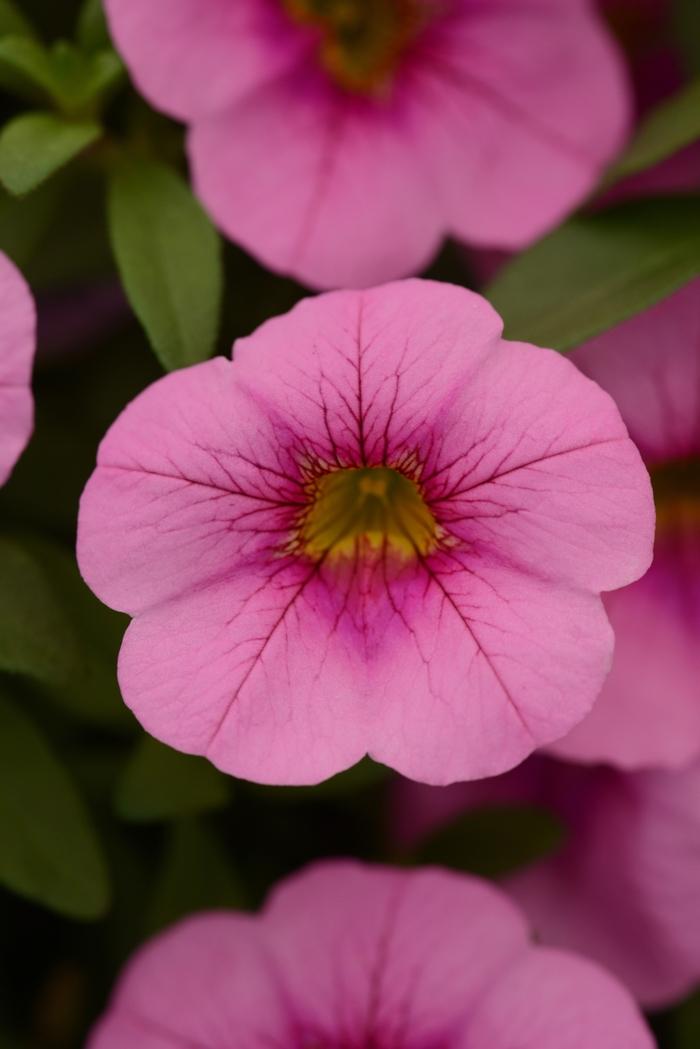 Calibrachoa Colibri Pink Flamingo - View 15 from www redcrocus com